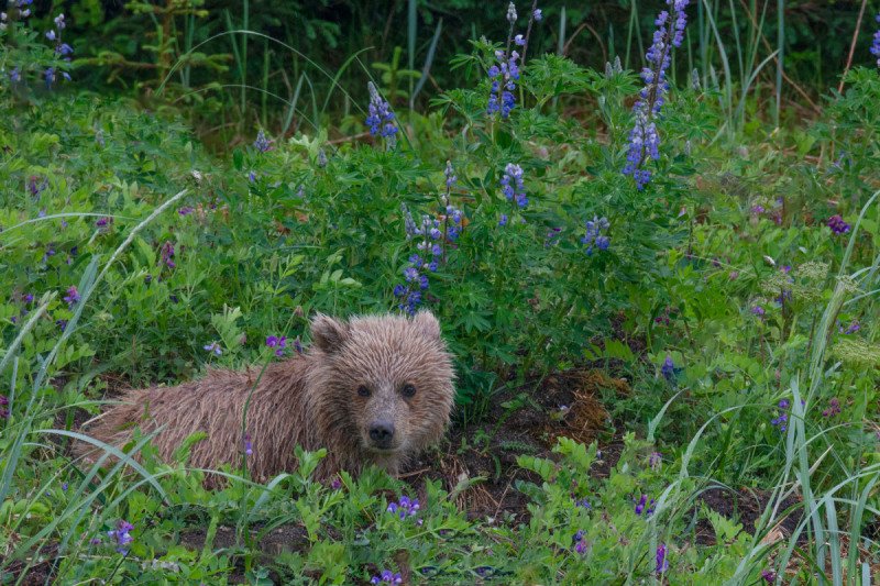 Alaskan-Coastal-Bears-14