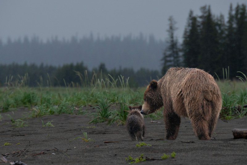 Alaskan-Coastal-Bears-15