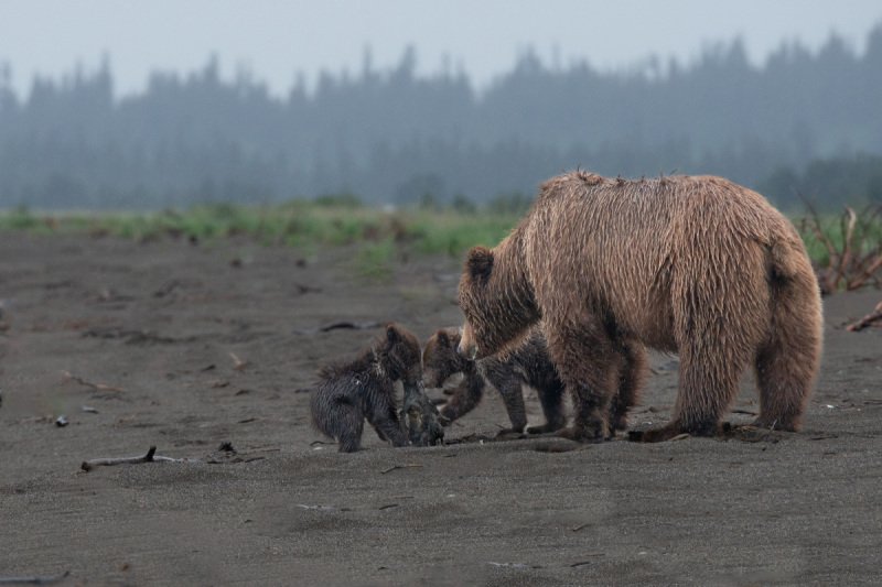 Alaskan-Coastal-Bears-16
