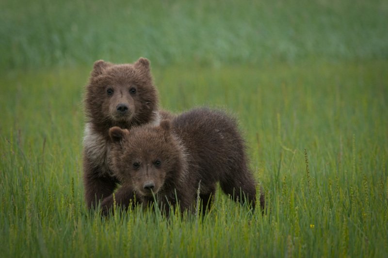 Alaskan-Coastal-Bears-23