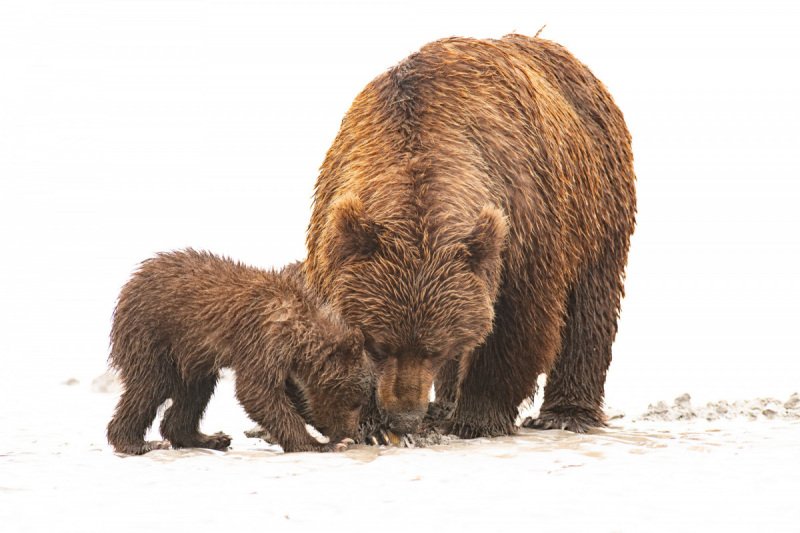 Alaskan-Coastal-Bears-26