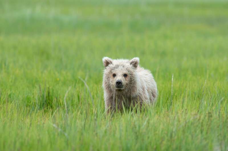 Alaskan-Coastal-Bears-31
