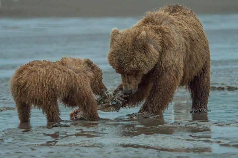 Alaskan-Coastal-Bears-34