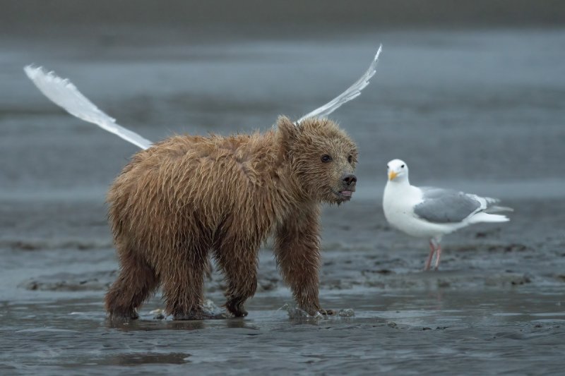 Alaskan-Coastal-Bears-36