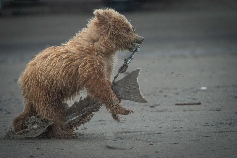 Alaskan-Coastal-Bears-37