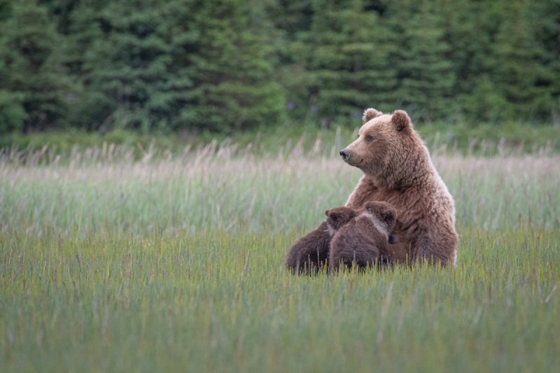 Alaskan-Coastal-Bears-39