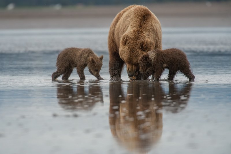 Alaskan-Coastal-Bears-51