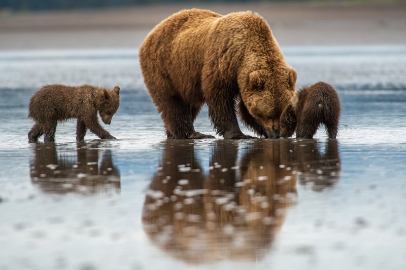 Alaskan-Coastal-Bears-52