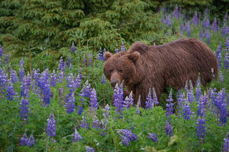 Alaskan-Coastal-Bears-8