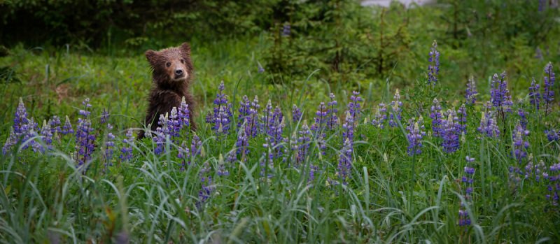 Alaskan-Coastal-Bears-9