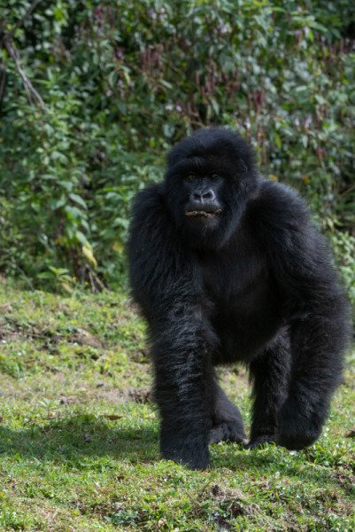 Rwanda-2018-10804