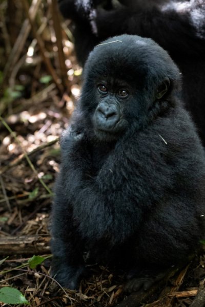 Rwanda-2018-347