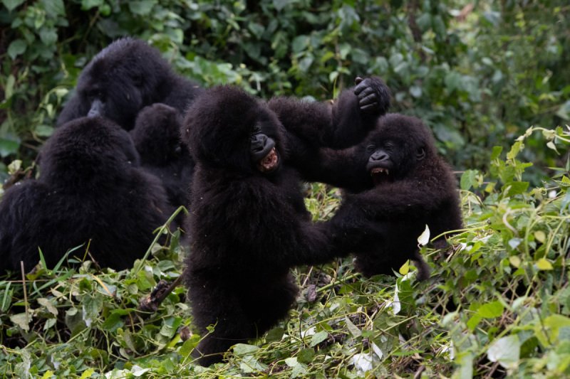 Rwanda-2018-7311