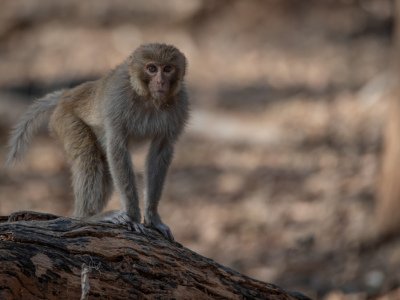 Pench-NP-India-1247-Edit