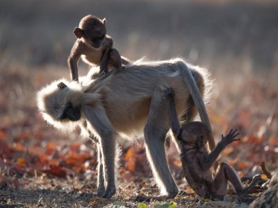 Pench-NP-India-144-Edit