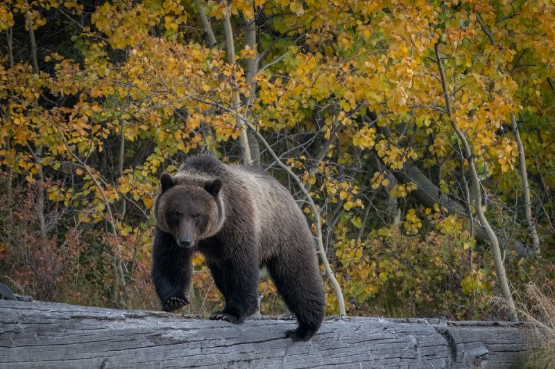 BC-bears-2020-44015-Edit