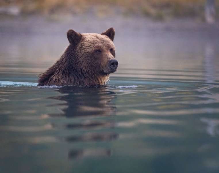 BC-bears-2020-44124