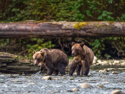 Great-Bear-Rainforest-2019-18502-Edit-Edit