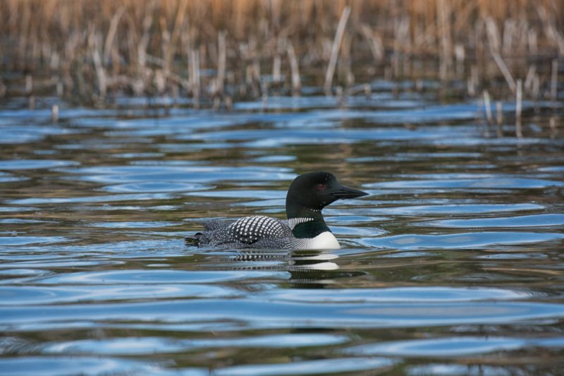BC-Loons-0774-Edit