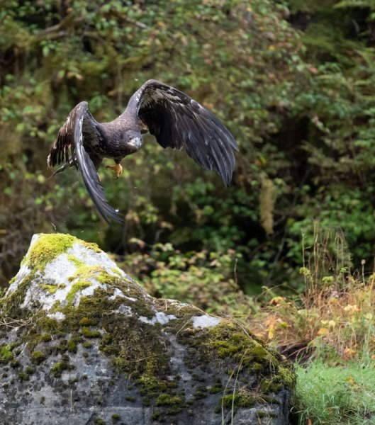 Great-Bear-Rainforest-2019-16195-Edit-Edit
