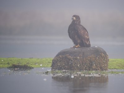 Great-Bear-Rainforest-2019-16373-Edit