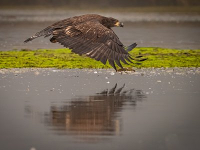 Great-Bear-Rainforest-2019-16437-Edit-Edit-Edit