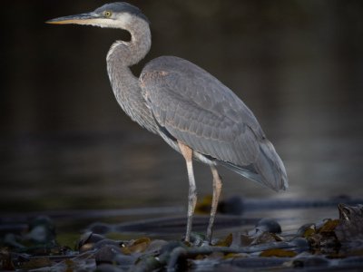 Great-Bear-Rainforest-2019-21643