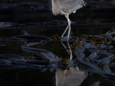 Great-Bear-Rainforest-2019-21813