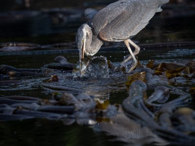 Great-Bear-Rainforest-2019-21831
