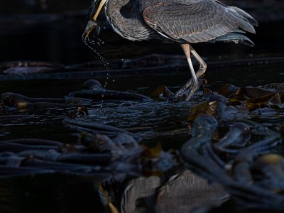 Great-Bear-Rainforest-2019-21836