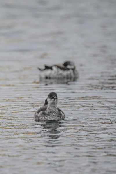Grimsby-Island-puffins-etc-9810