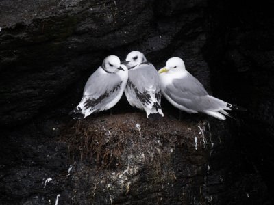 Grimsby-Island-puffins-etc-1081