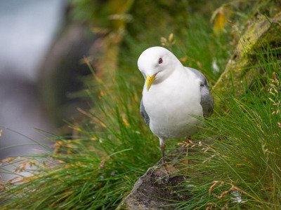 Grimsby-Island-puffins-etc-1394