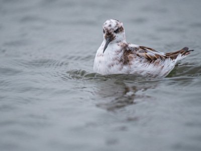 Grimsby-Island-puffins-etc-1678