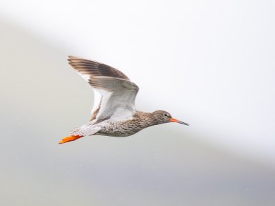 Grimsby-Island-puffins-etc-3291