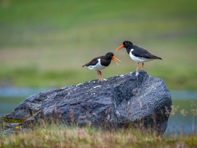 Grimsby-Island-puffins-etc-3562