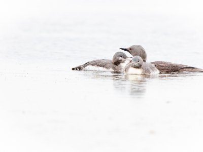 Grimsby-Island-puffins-etc-432