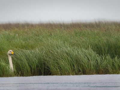 Grimsby-Island-puffins-etc-516