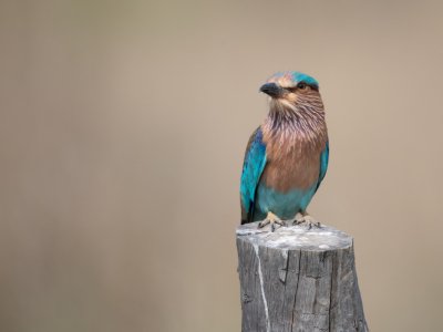 Bandhavgarh-NP-India-431-Edit