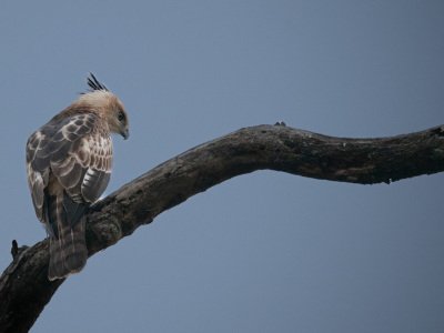 Bandhavgarh-NP-India-476