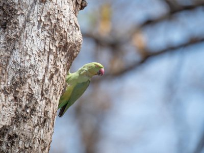 Pench-NP-India-567