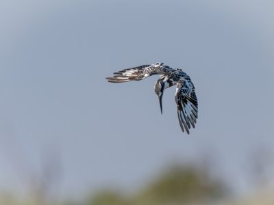 Chobe-River-2021-1896