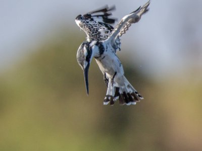 Chobe-River-2021-1899