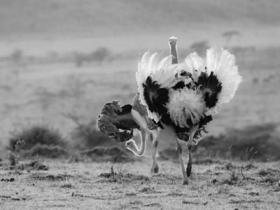 Kenya-2014-478-Edit
