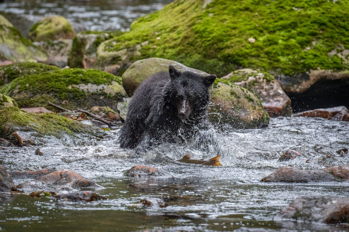 Great-Bear-Rainforest-2019-6855