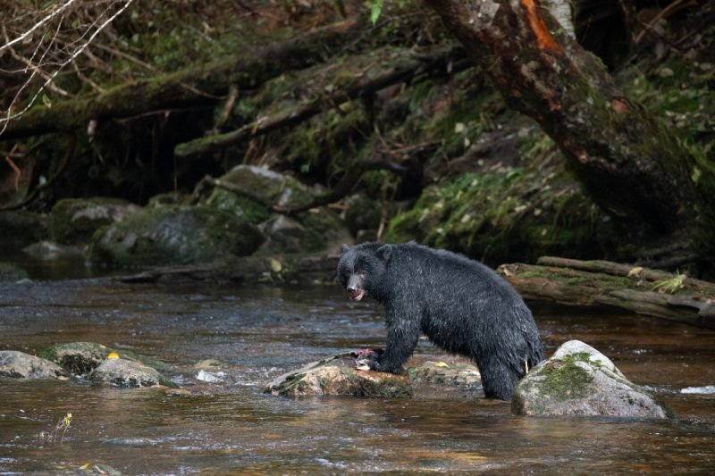 Great-Bear-Rain-forest-2017-5925