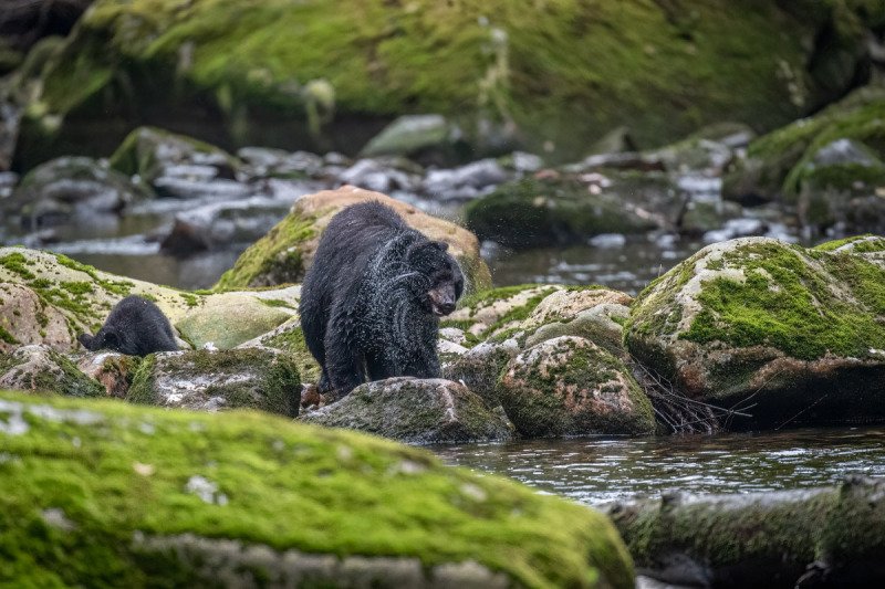 Great-Bear-Rainforest-2019-4653-Edit-Edit