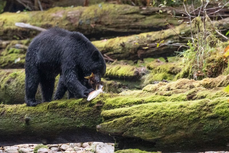 Great-Bear-Rainforest-2019-7151
