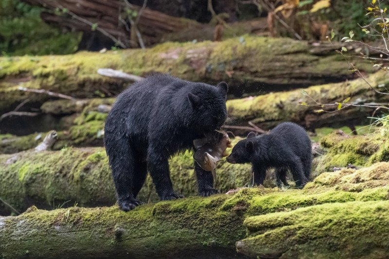 Great-Bear-Rainforest-2019-7161-Edit-Edit