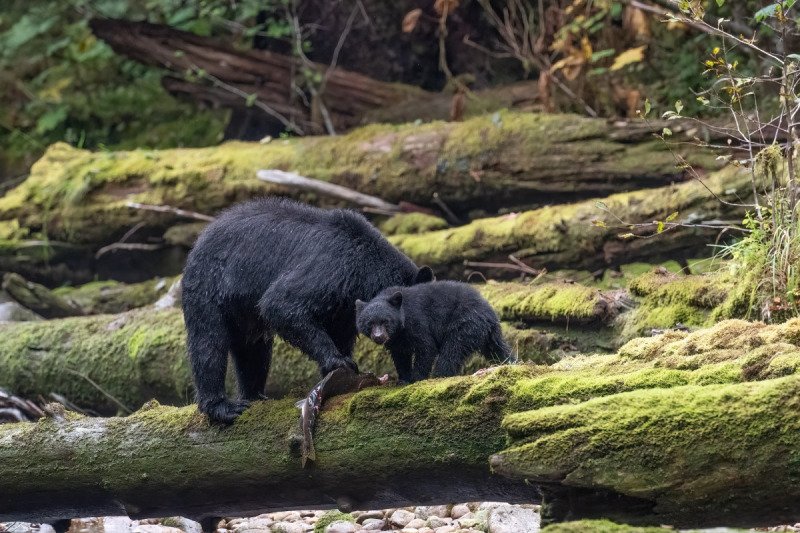 Great-Bear-Rainforest-2019-7210-Edit-Edit-Edit